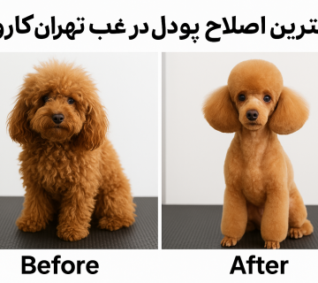 دامپزشکی کایا